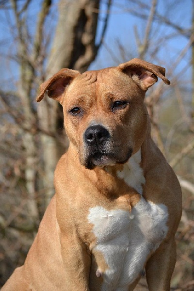 Crazy horse of the upper staff kennel