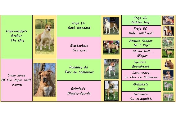 du Parc de Combreux - American Staffordshire Terrier - Portée née le 31/03/2012