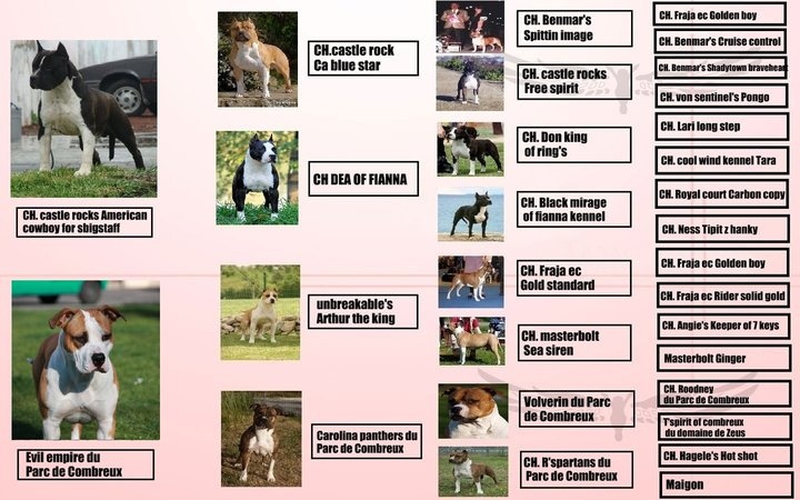 du Parc de Combreux - American Staffordshire Terrier - Portée née le 23/06/2011