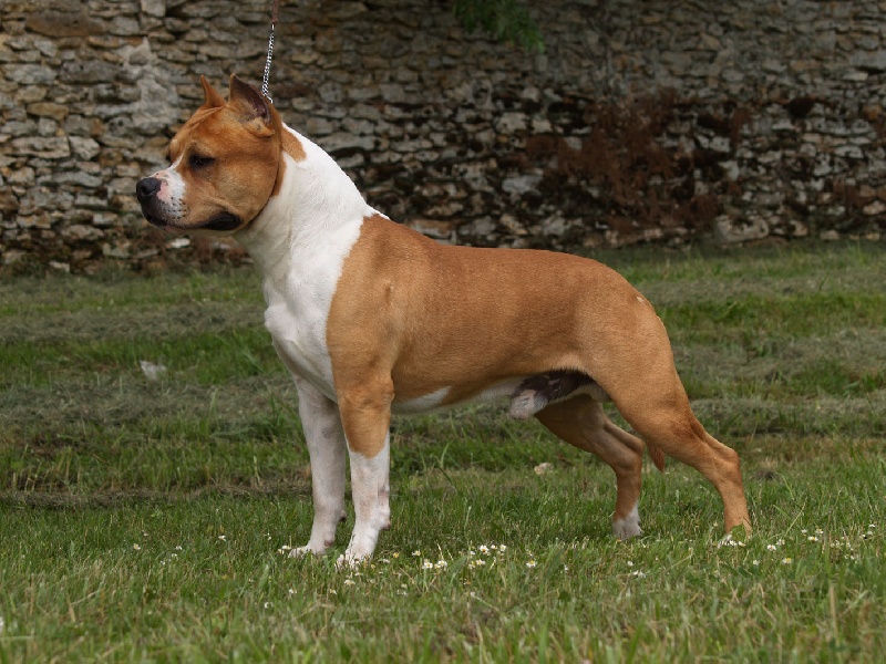CH. Roodney du Parc de Combreux