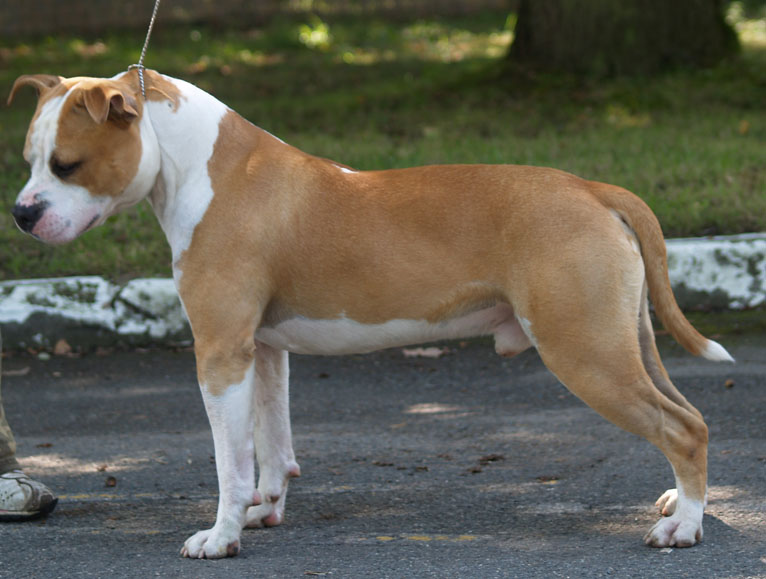 Anka the king du Parc de Combreux