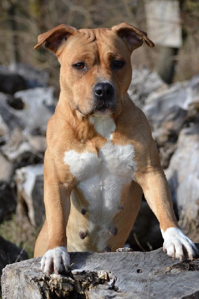 Crazy horse of the upper staff kennel