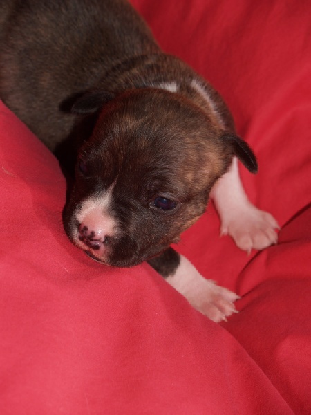 photos chiots 